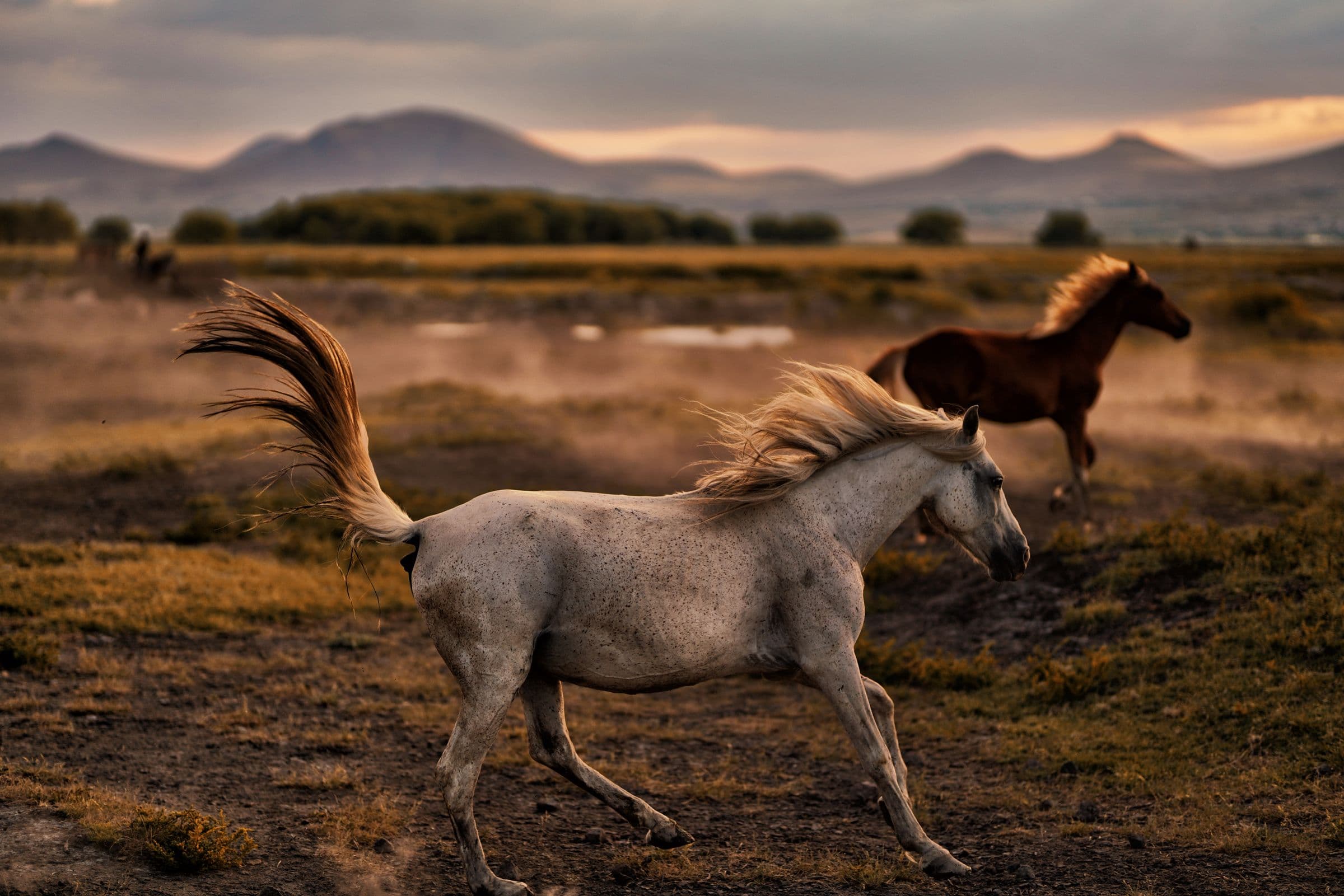 Horses running together across open country